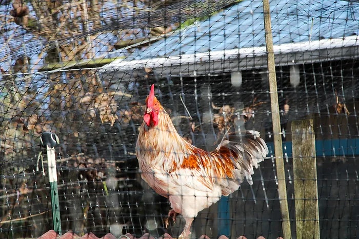 A rooster stands behind a netted enclosure with a building and trees in the background.