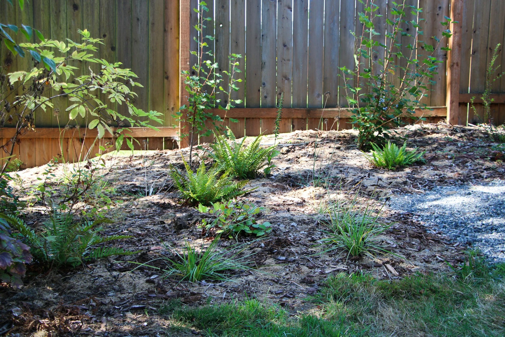 Garden with ferns and plants against a wooden fence backdrop.
