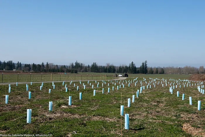 A field with rows of young tree saplings protected by blue tubes, with a vehicle in the distance, under a clear blue sky.
