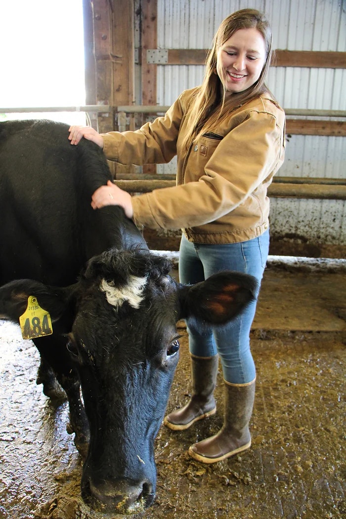 A person in a barn petting a black cow with a yellow ear tag.