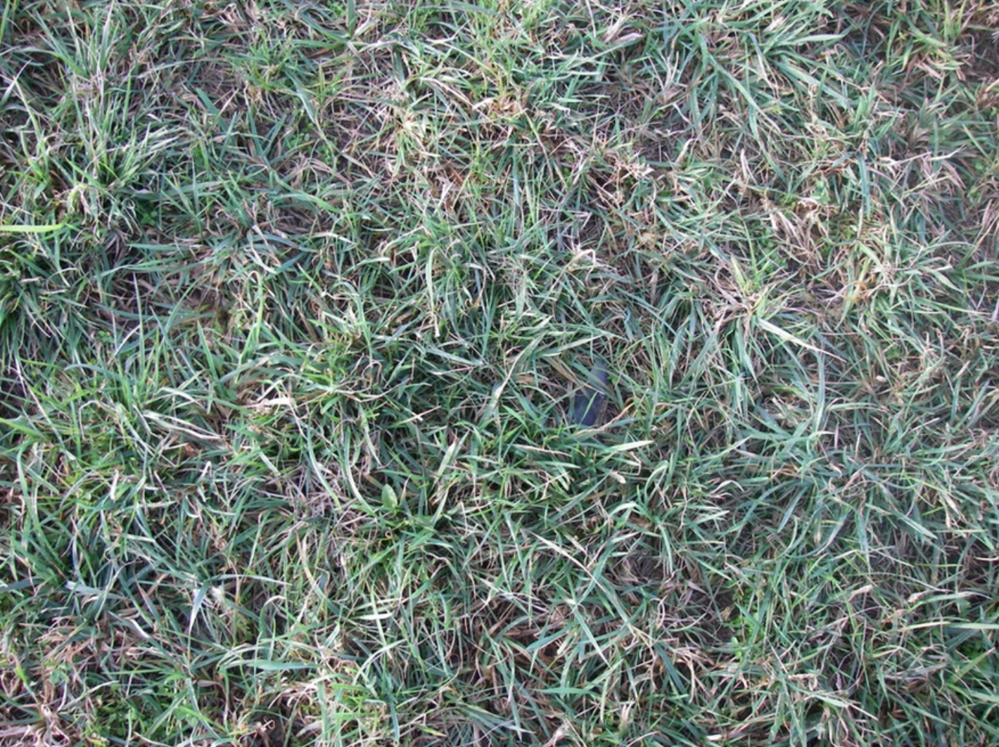 A close-up view of a grass-covered ground with some dry patches.