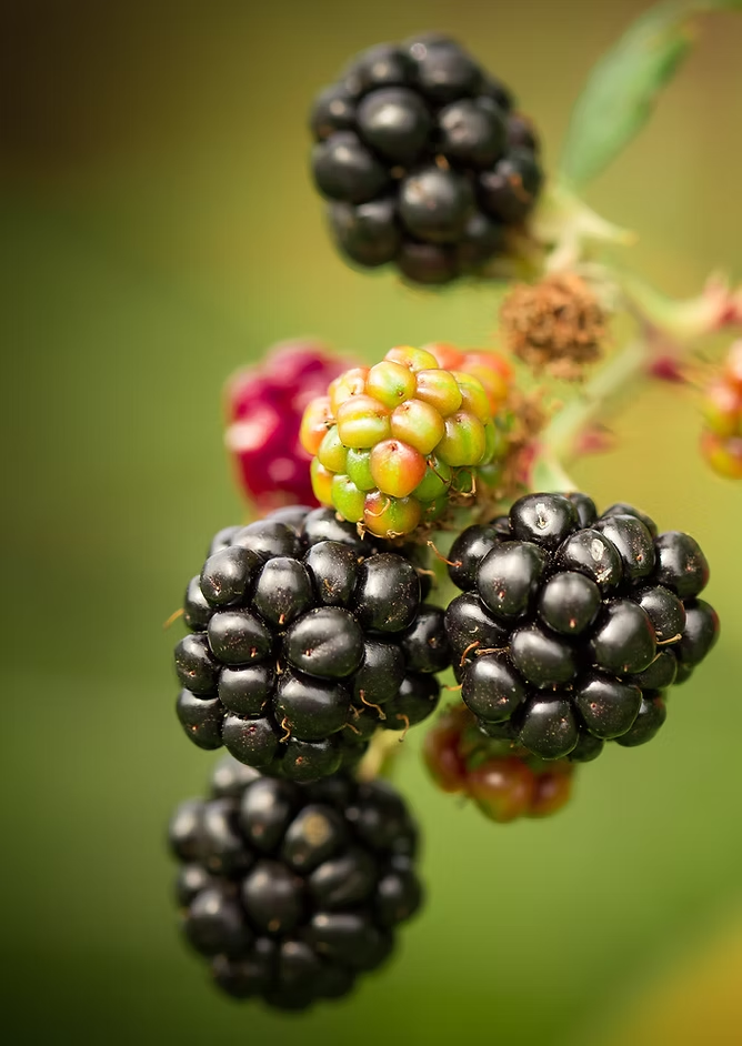 A close-up of ripe and unripe blackberries on a branch.