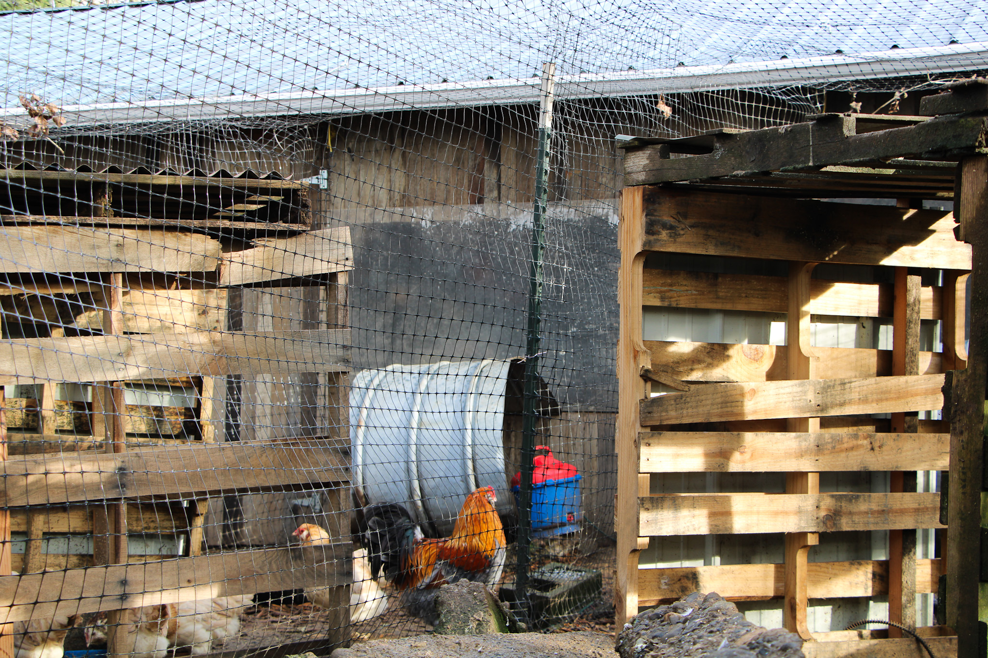 The image shows a chicken coop with chickens, wooden structures, and a netting overhead for protection.