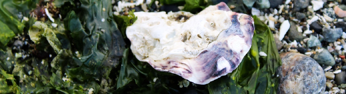 A seashell on green seaweed and pebbles.