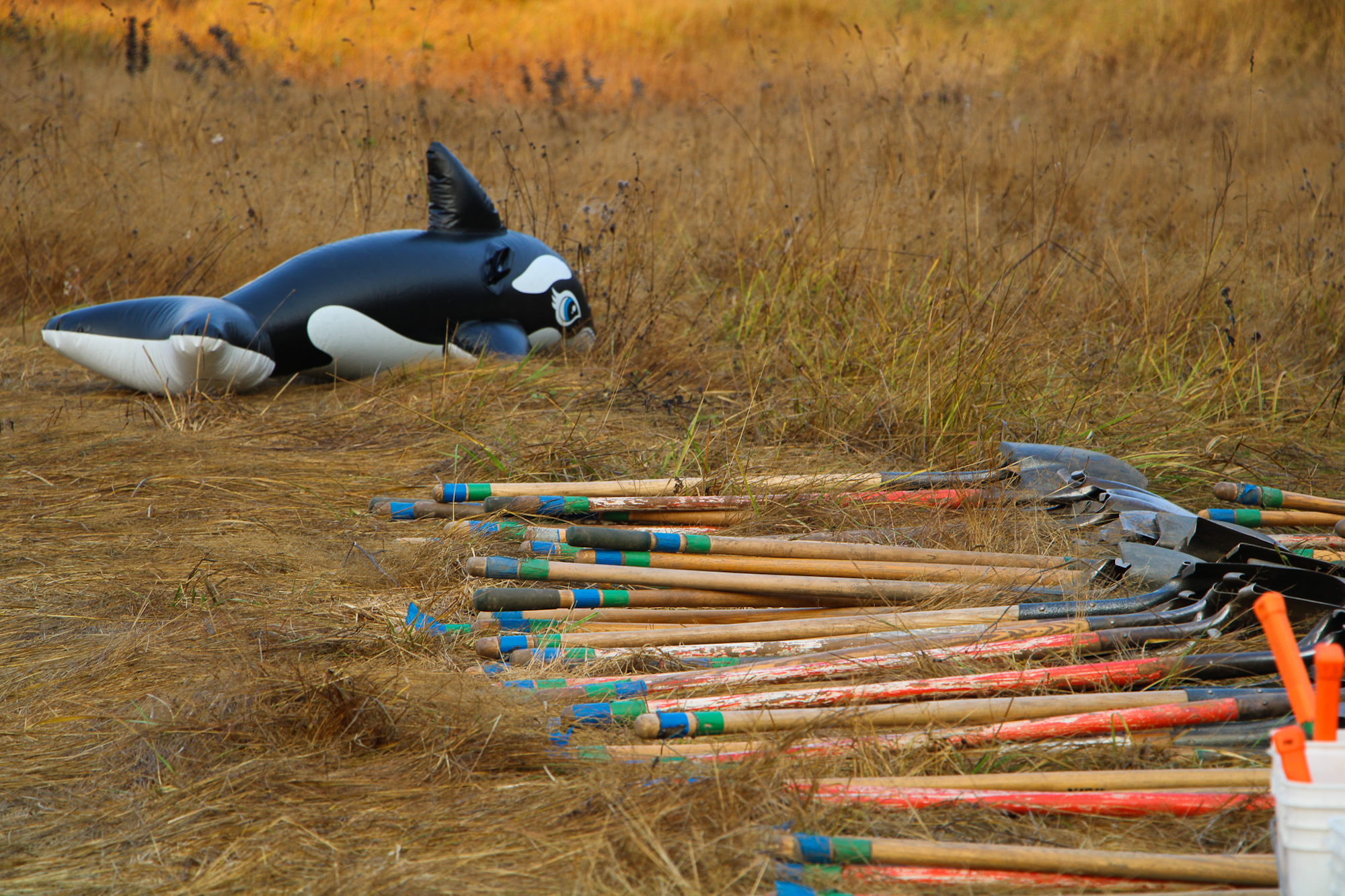 A deflated orca inflatable toy next to a pile of shovels and a bucket in a grassy field.