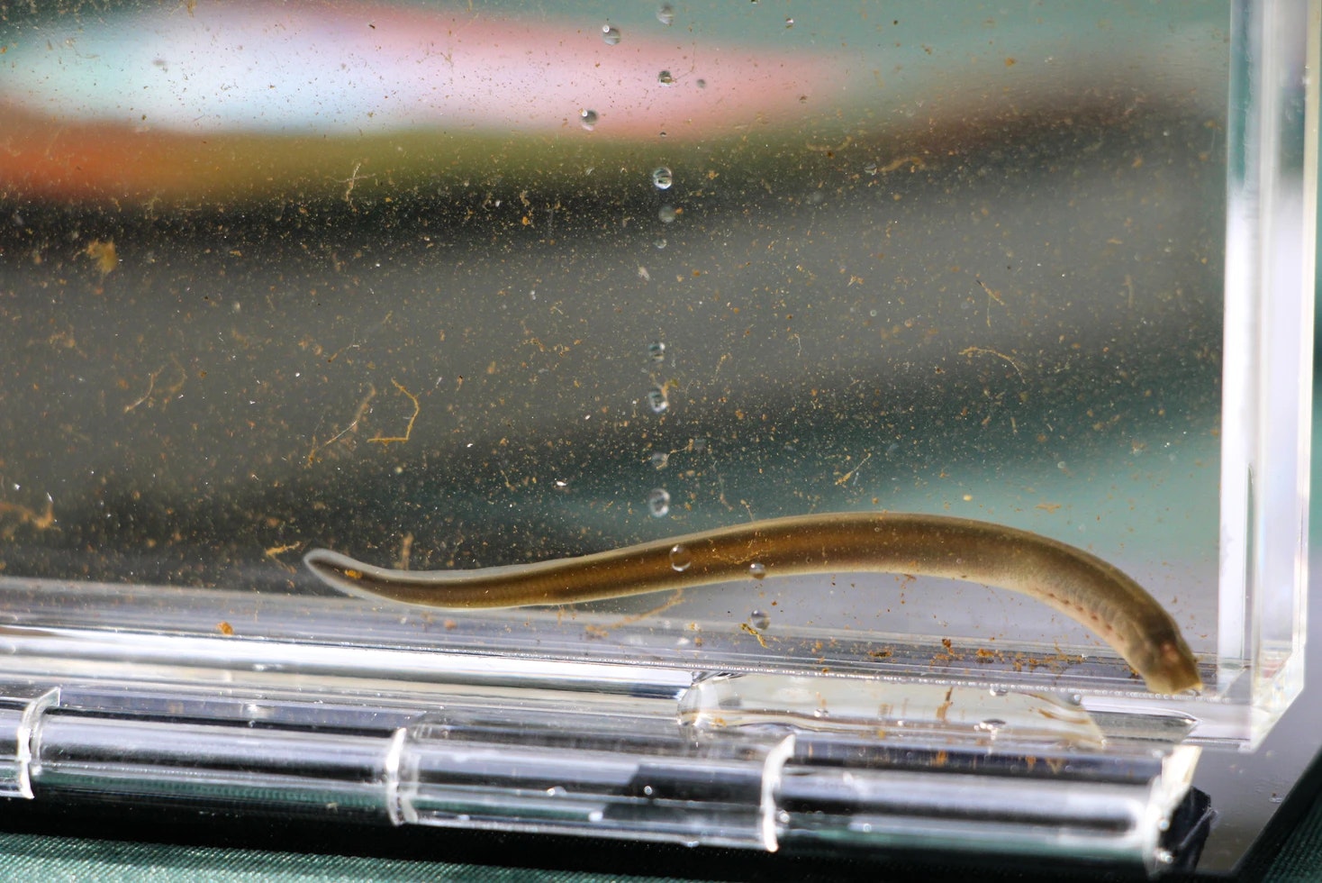 A slender fish-like creature inside a clear, dirt-speckled tank.
