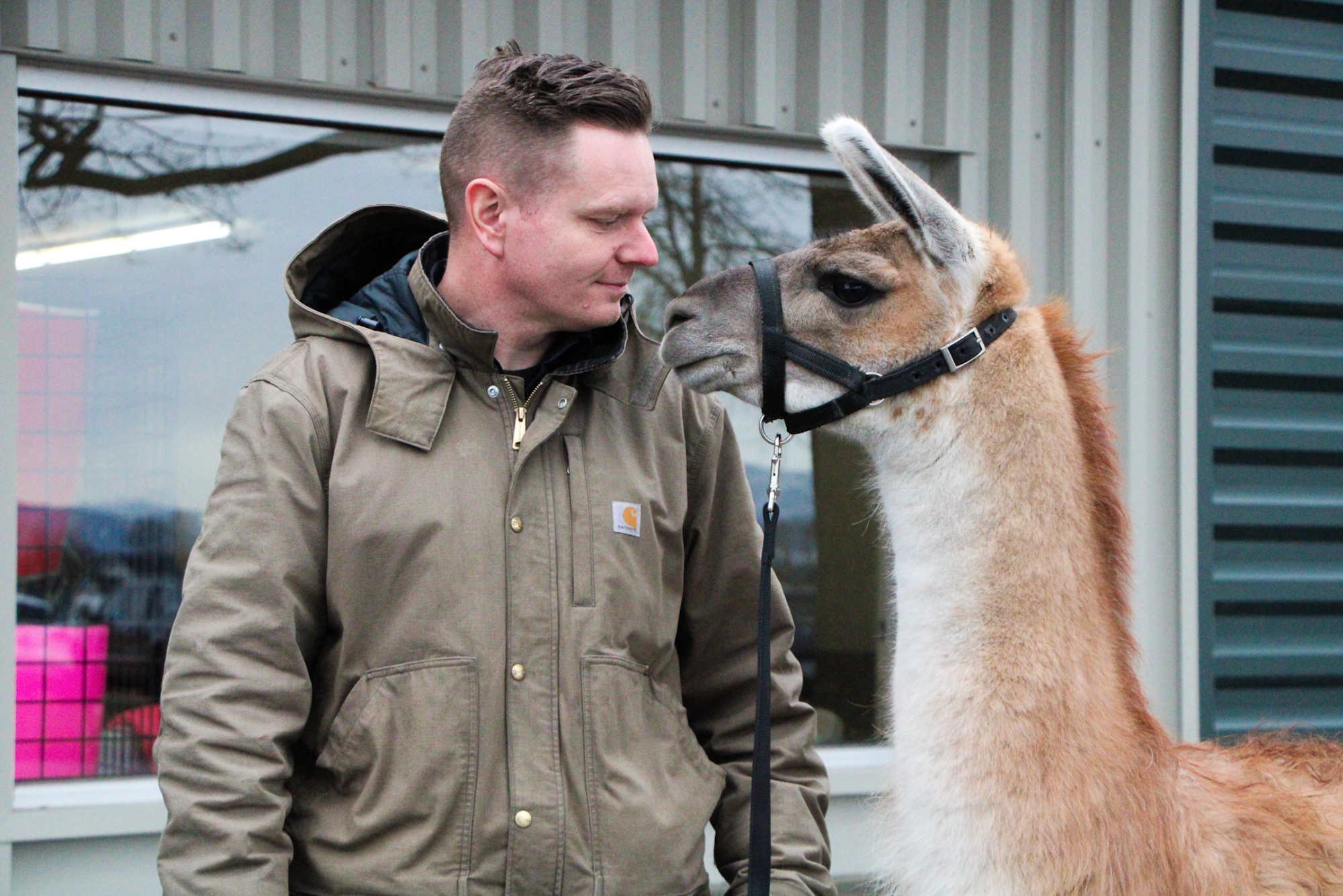 A person in a brown jacket looking fondly at a llama with a halter, in front of a building.