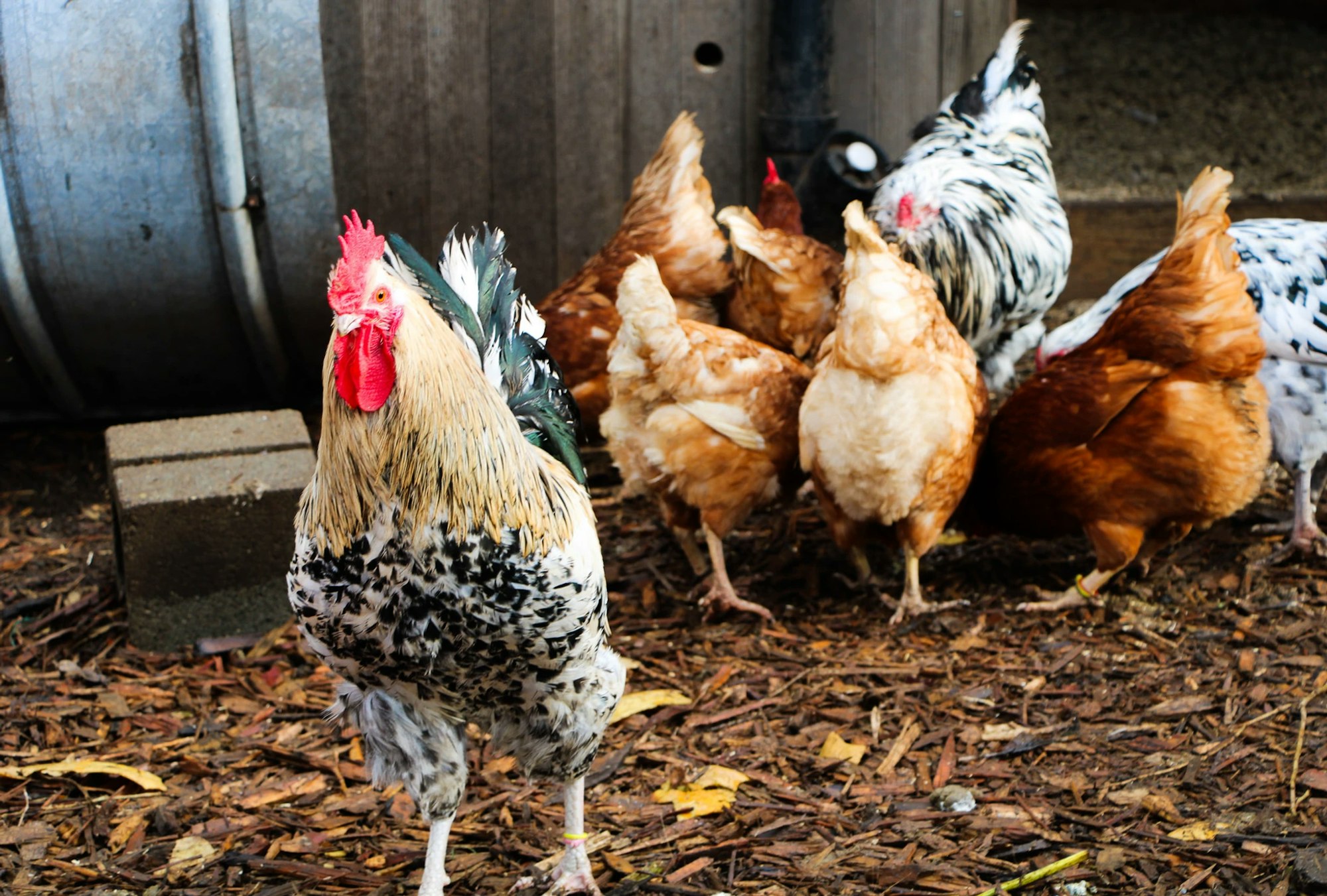 A group of chickens and a rooster on a farmyard with wood chips scattered on the ground.