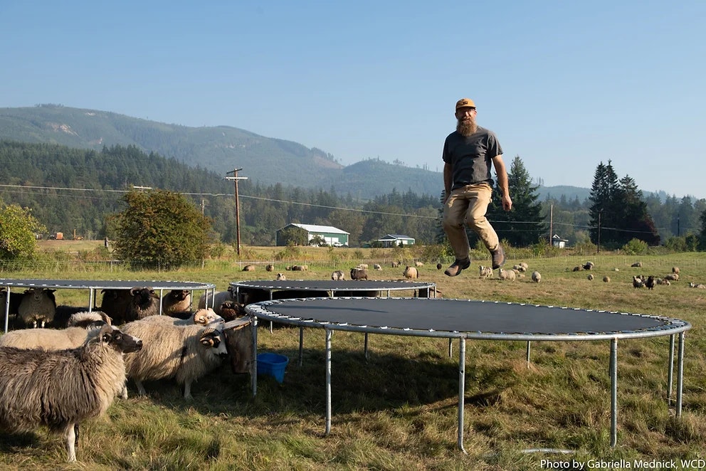 A man jumps on a trampoline in a field, surrounded by sheep, with mountains in the background.