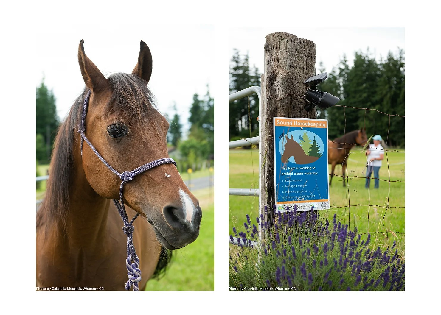 A close-up of a horse with a rope halter and a farm sign promoting eco-friendly practices with a person handling a horse in the background.