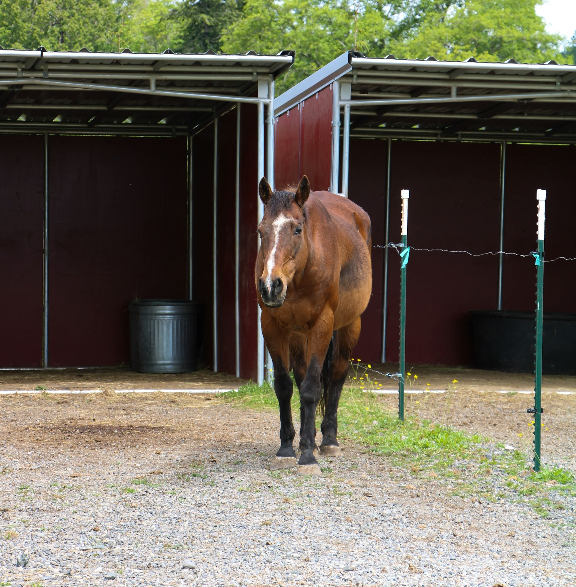 A brown horse stands in front of open stables on a gravel path with grass nearby.