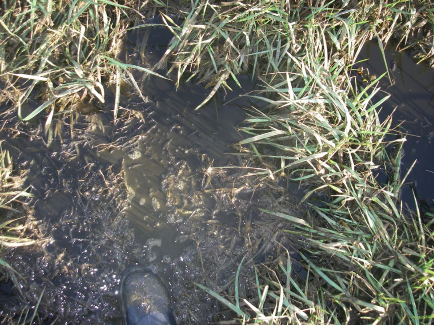 Mud and grass with a person's boot partly submerged.