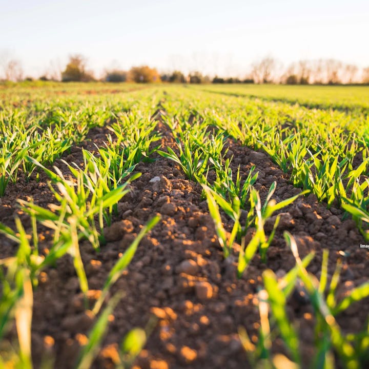 A field with rows of young green plants growing in soil, under a clear sky.