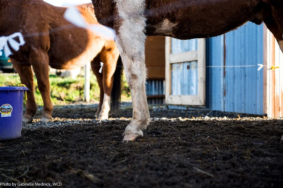 Close-up of a horse's legs and a purple bucket in a muddy pen with a barn in the background.
