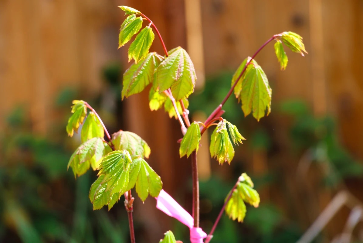 Young raspberry plant with fresh green leaves and red stems, tied with a pink ribbon.
