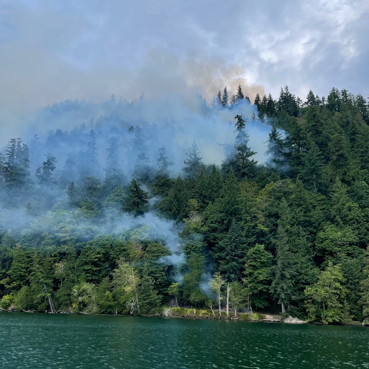Dense forest with smoke rising through the trees, near a body of water under a cloudy sky.