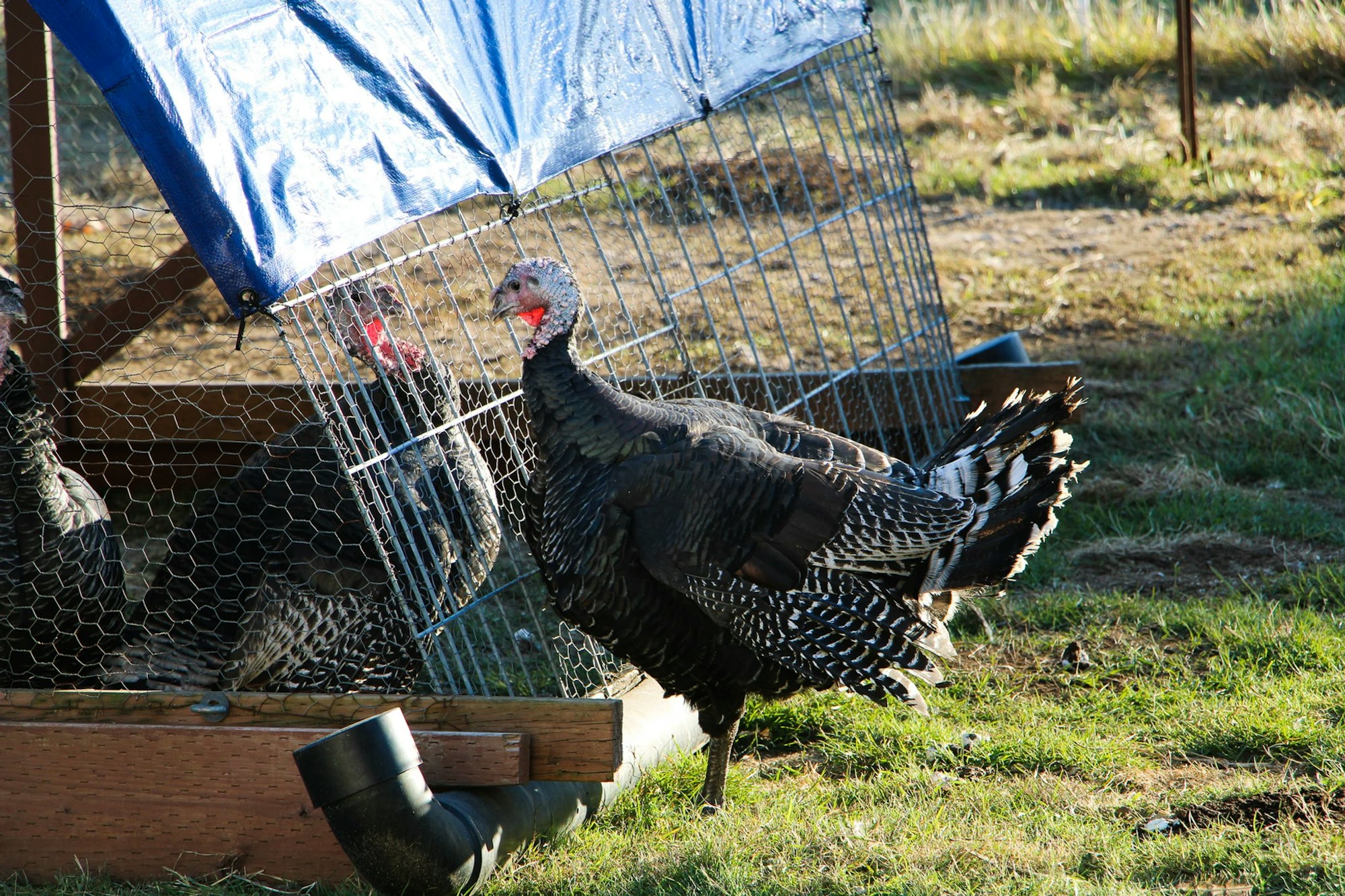 Turkeys in an outdoor pen covered by a blue tarp, standing on grass.