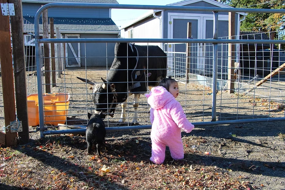 A child in a pink outfit and a dog looking at a cow in a fenced area.