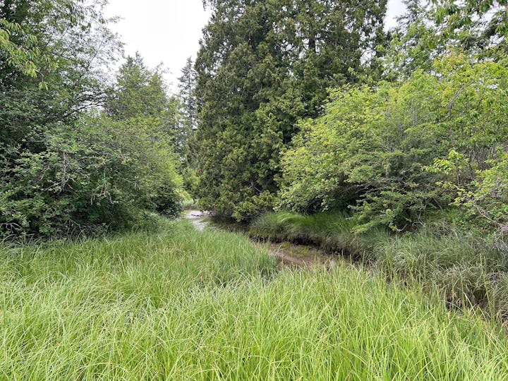 A lush green forest with tall grass and dense trees by a narrow stream.