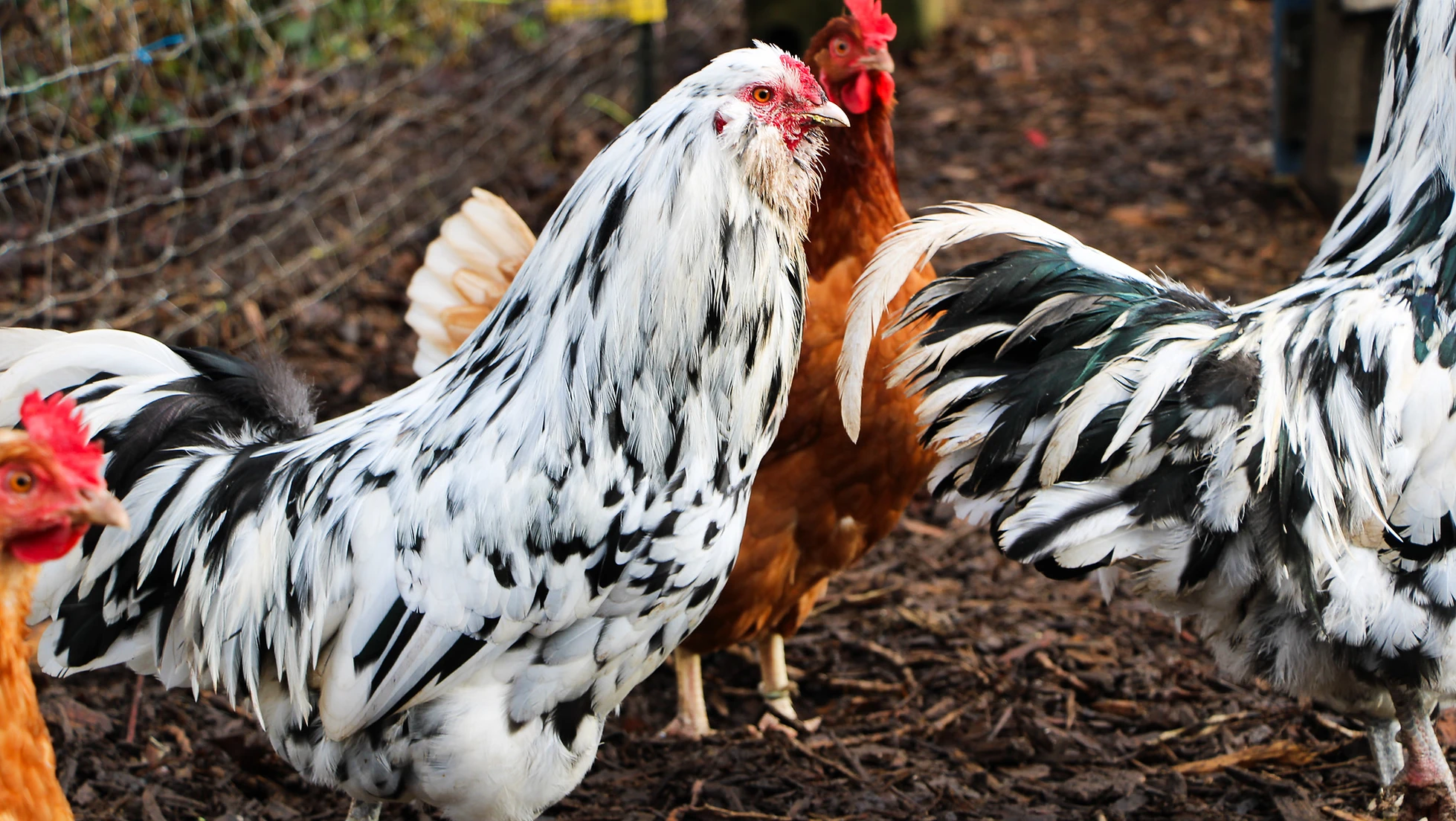 Chickens with black and white feathers, and a reddish-brown hen, standing on the ground near a wire fence.