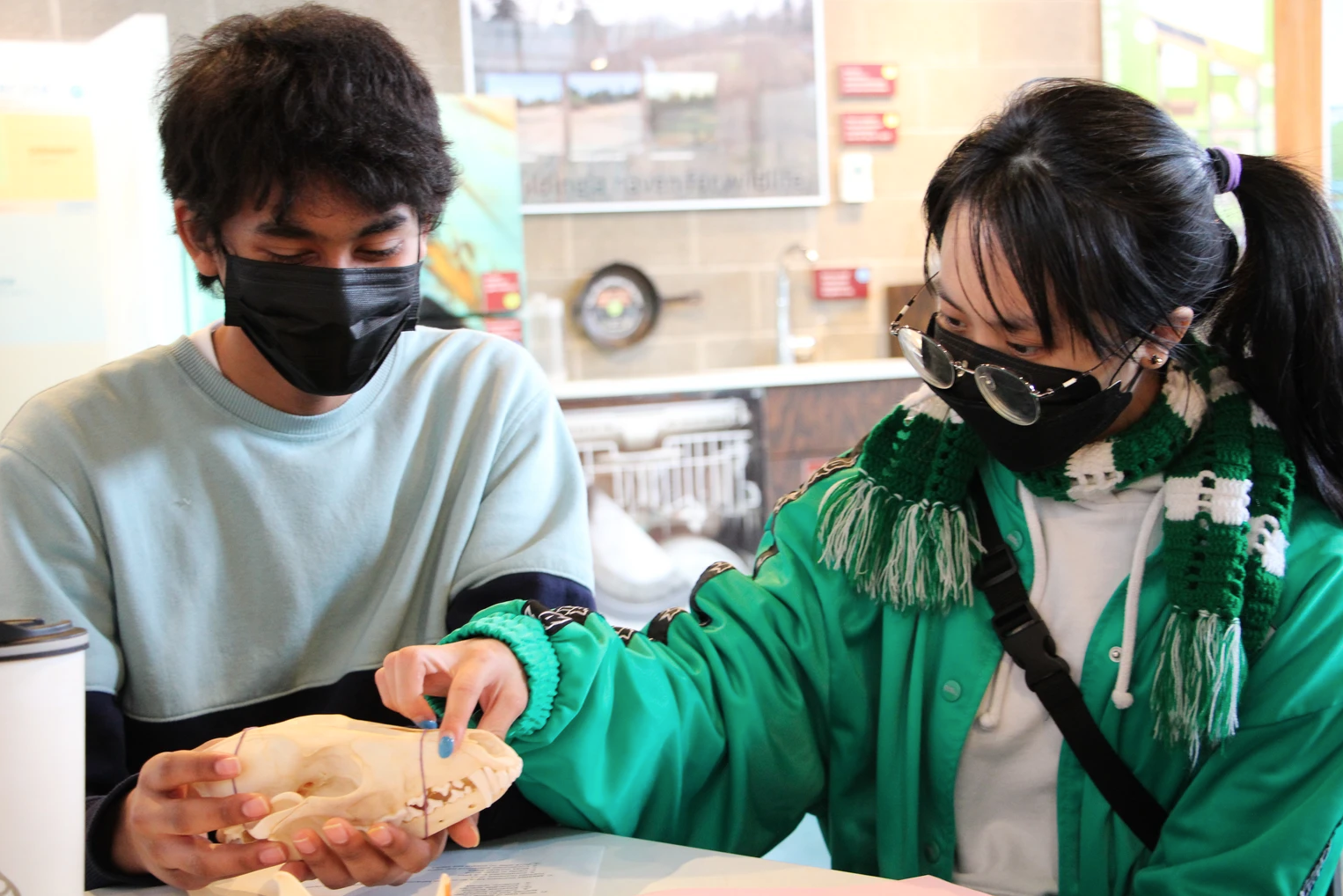 Two people wearing masks, examining a animal skull model indoors.
