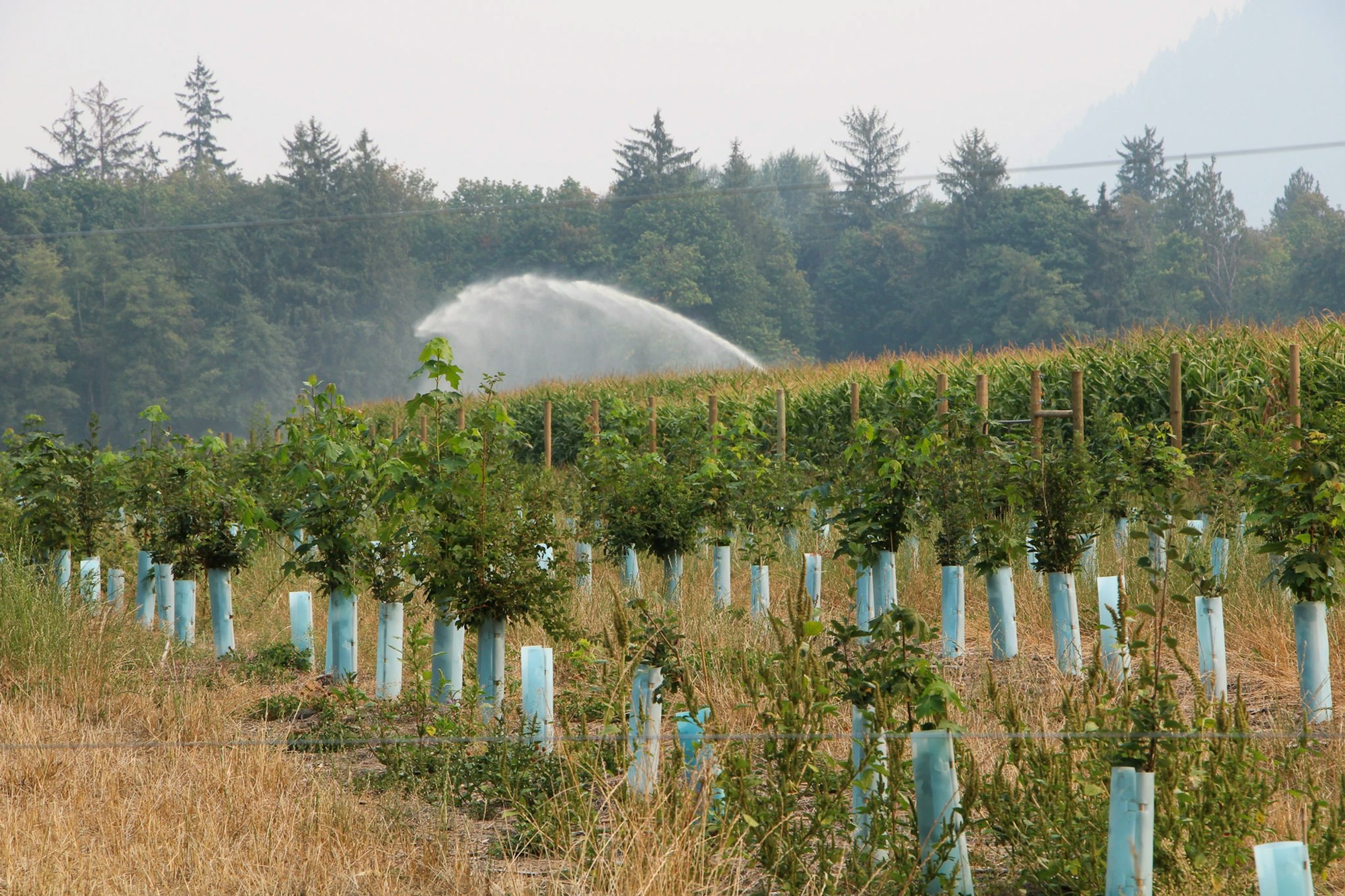 Young trees in protective tubes grow near a field with an irrigation system spraying water, surrounded by forested hills.