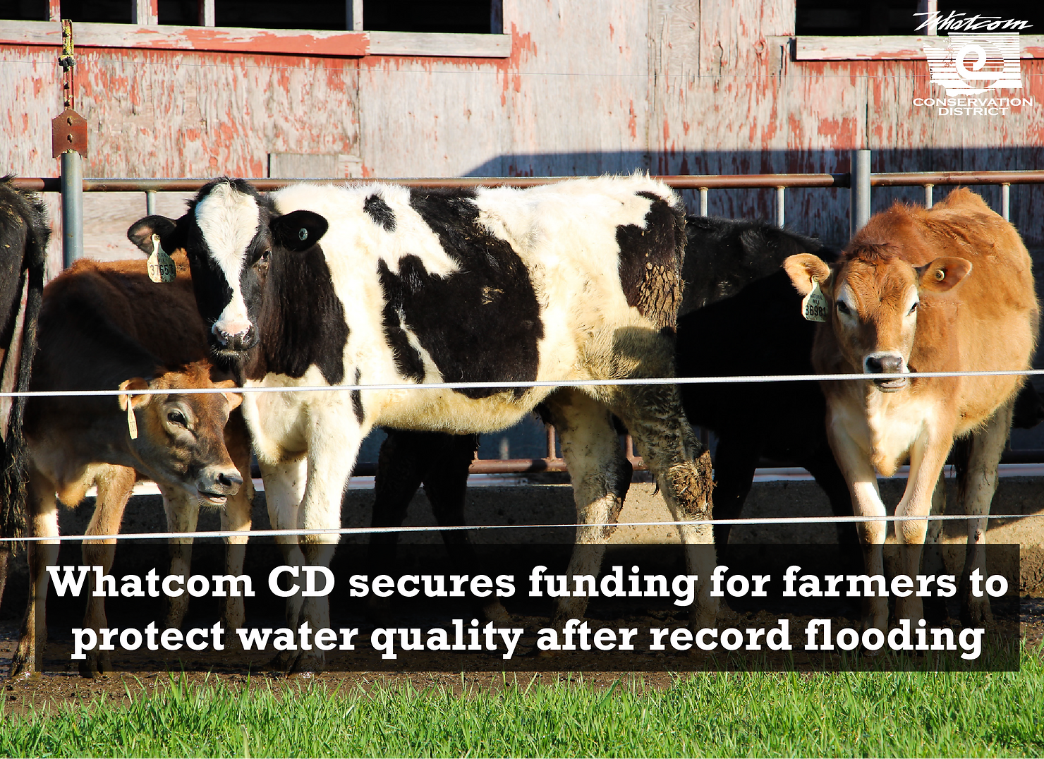 cows in pen - Whatcom CD secures funding for farmers to protect water quality after record flooding