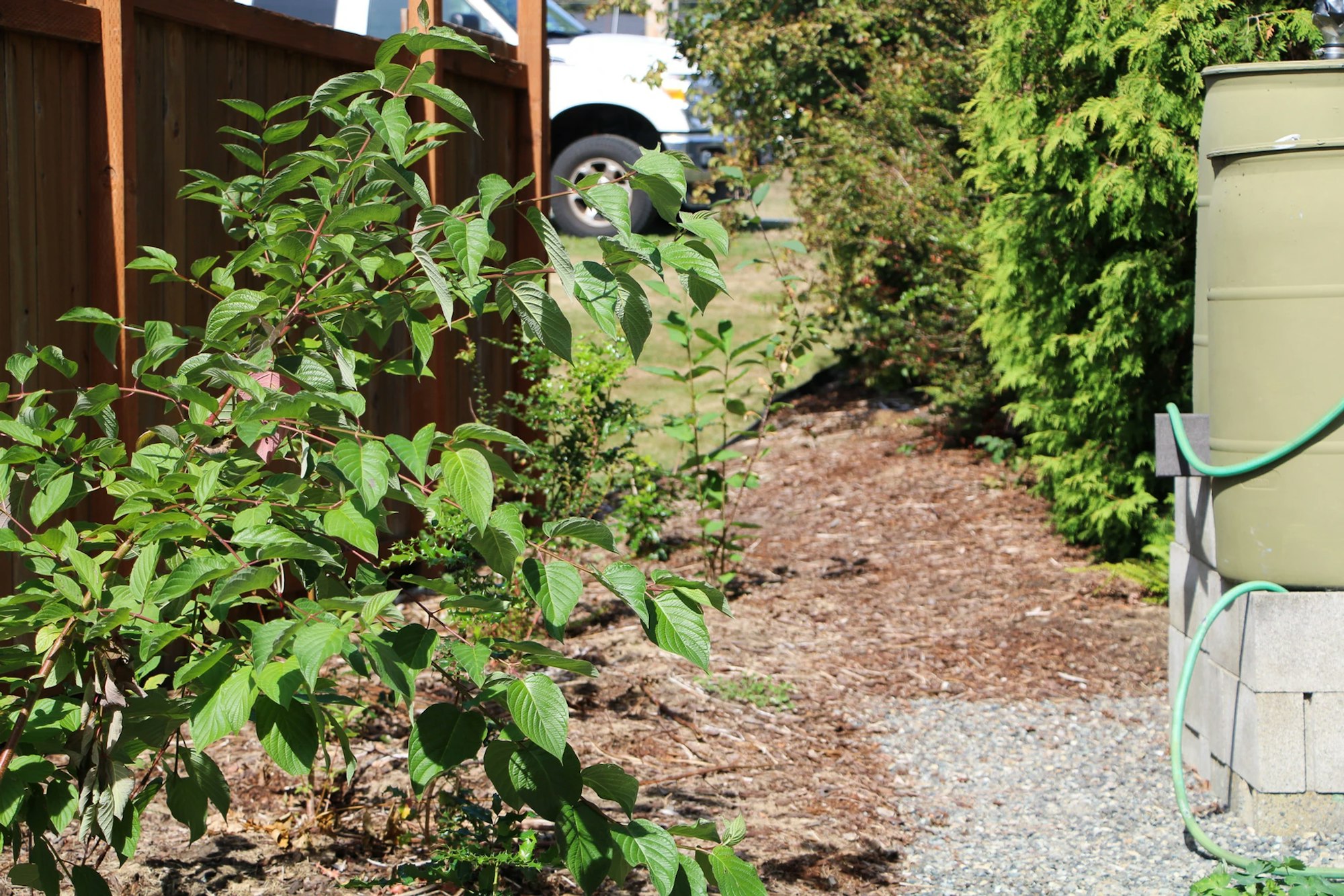 Garden with green plants, wooden fence, rain barrel with hose, and part of a white vehicle visible.