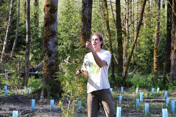 Person planting trees in a forested area, with protective tubes on the ground.