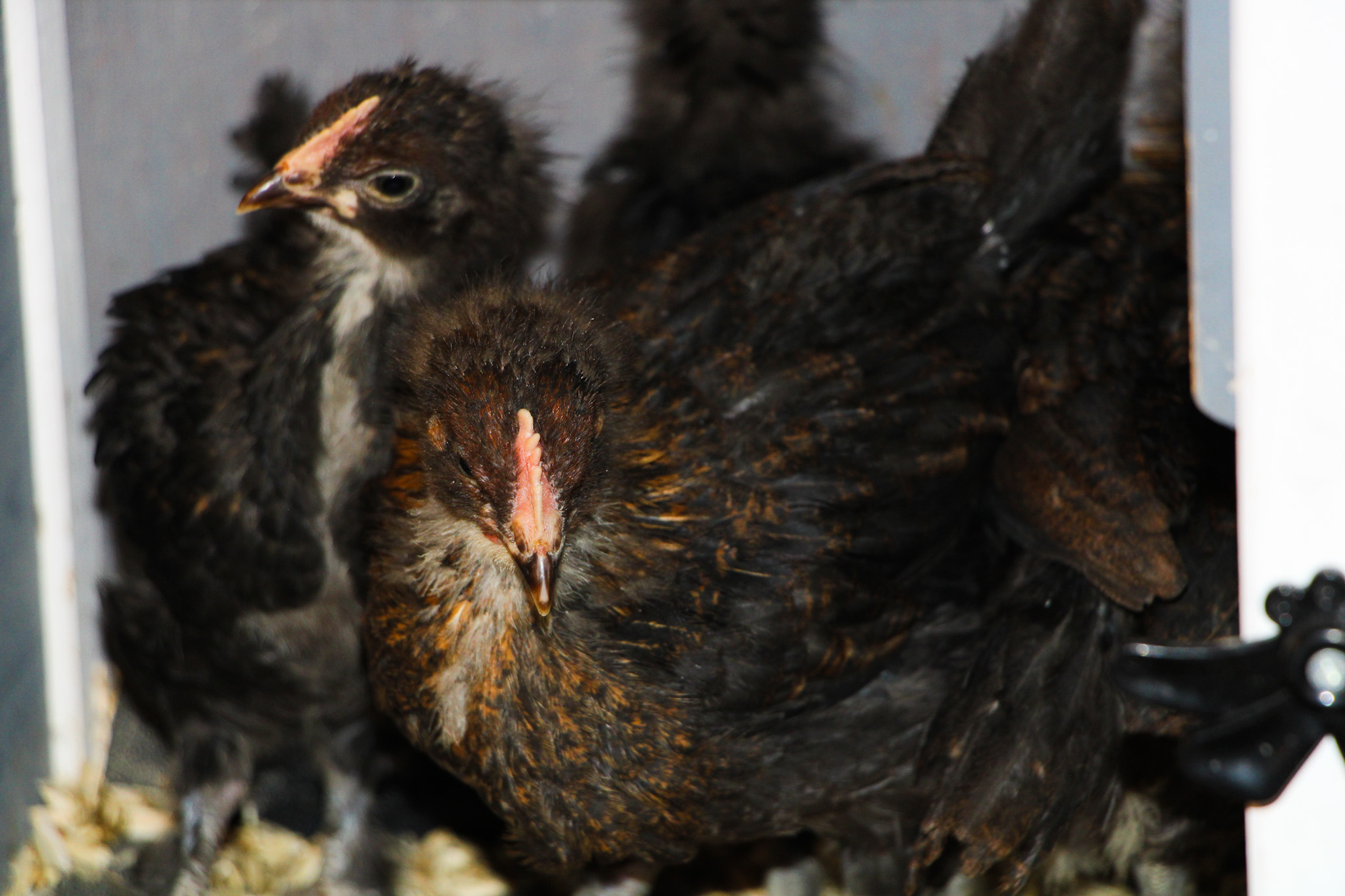 Young chickens inside a coop with dark feathers and light beaks.