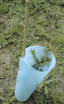 A small plant is protected by a blue plastic tree guard, with a wooden stake for support, on grassy ground.