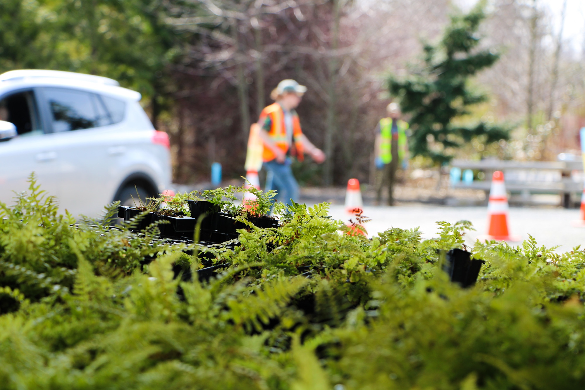 Potted ferns in focus, with blurred background showing a car, two people in safety vests, and traffic cones.