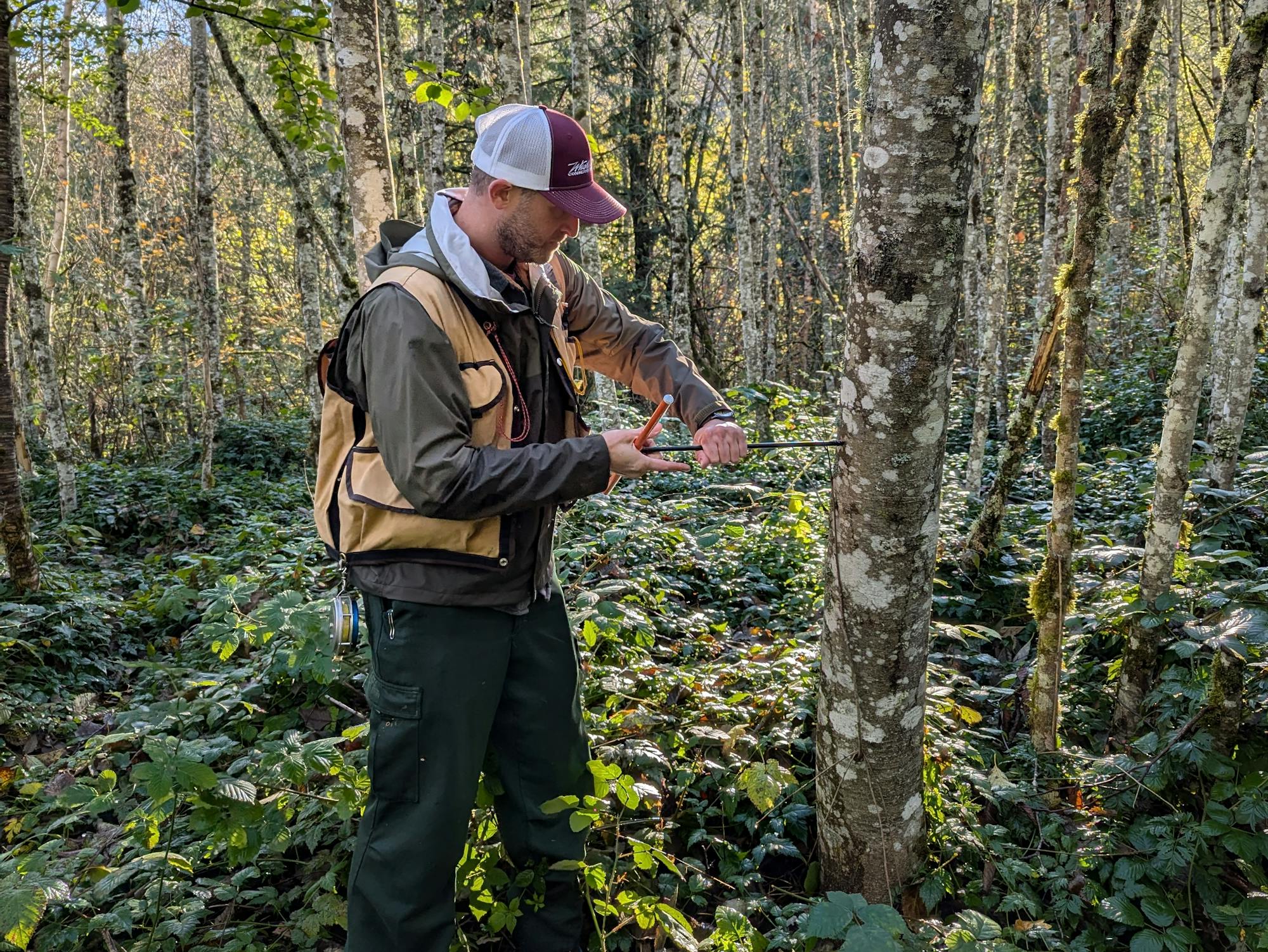 A person is measuring a tree in a forest, surrounded by greenery and tall trees, likely for ecological research or assessment.