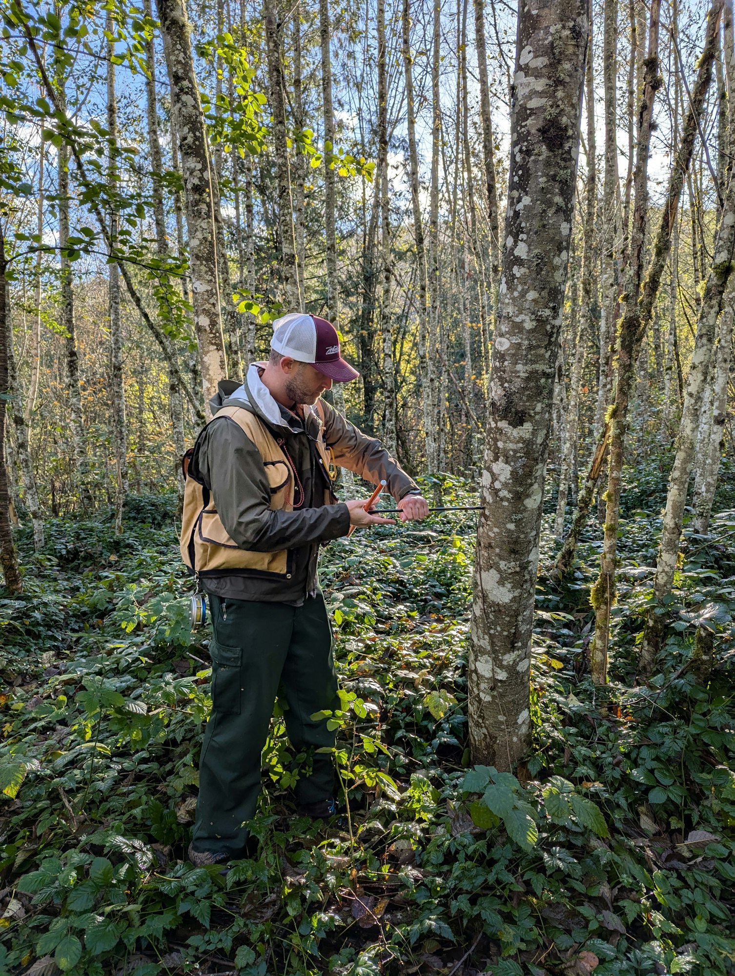 A person is measuring a tree in a forest, surrounded by greenery and tall trees, likely for ecological research or assessment.