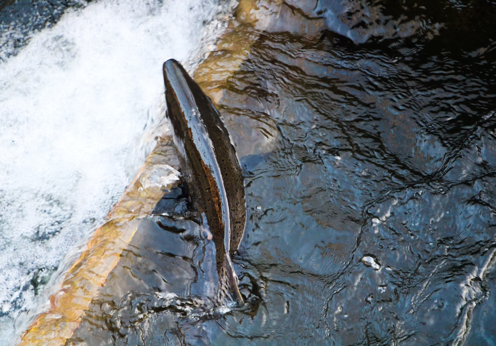 A fish swimming upstream near a small waterfall or rapid.