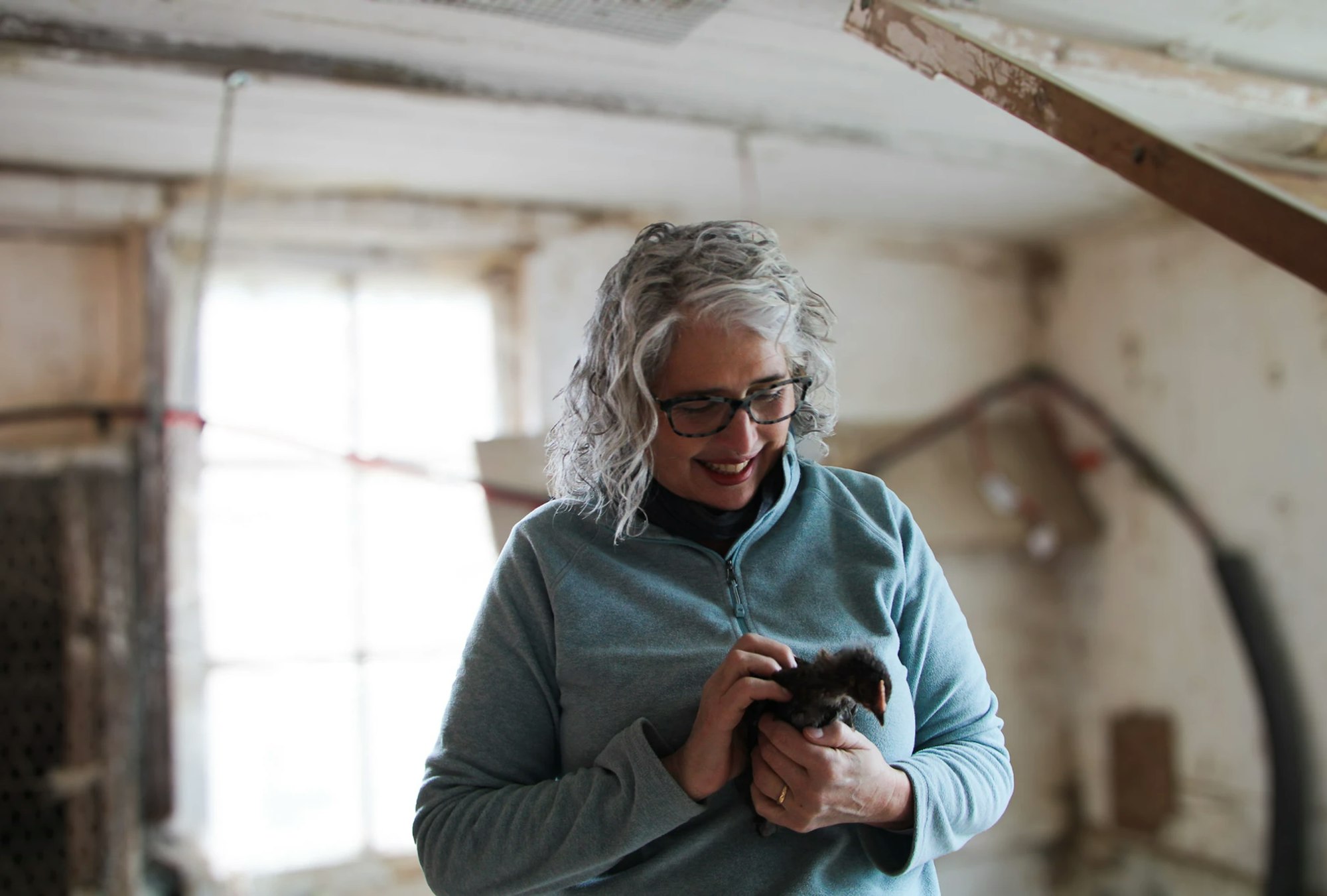 A person with gray hair and glasses holding a small, brown chick in a cozy, rustic room.