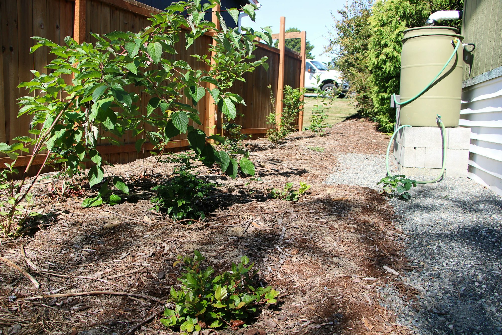 Garden with plants near a wooden fence, a rain barrel with hose, and a parked white vehicle in the background.