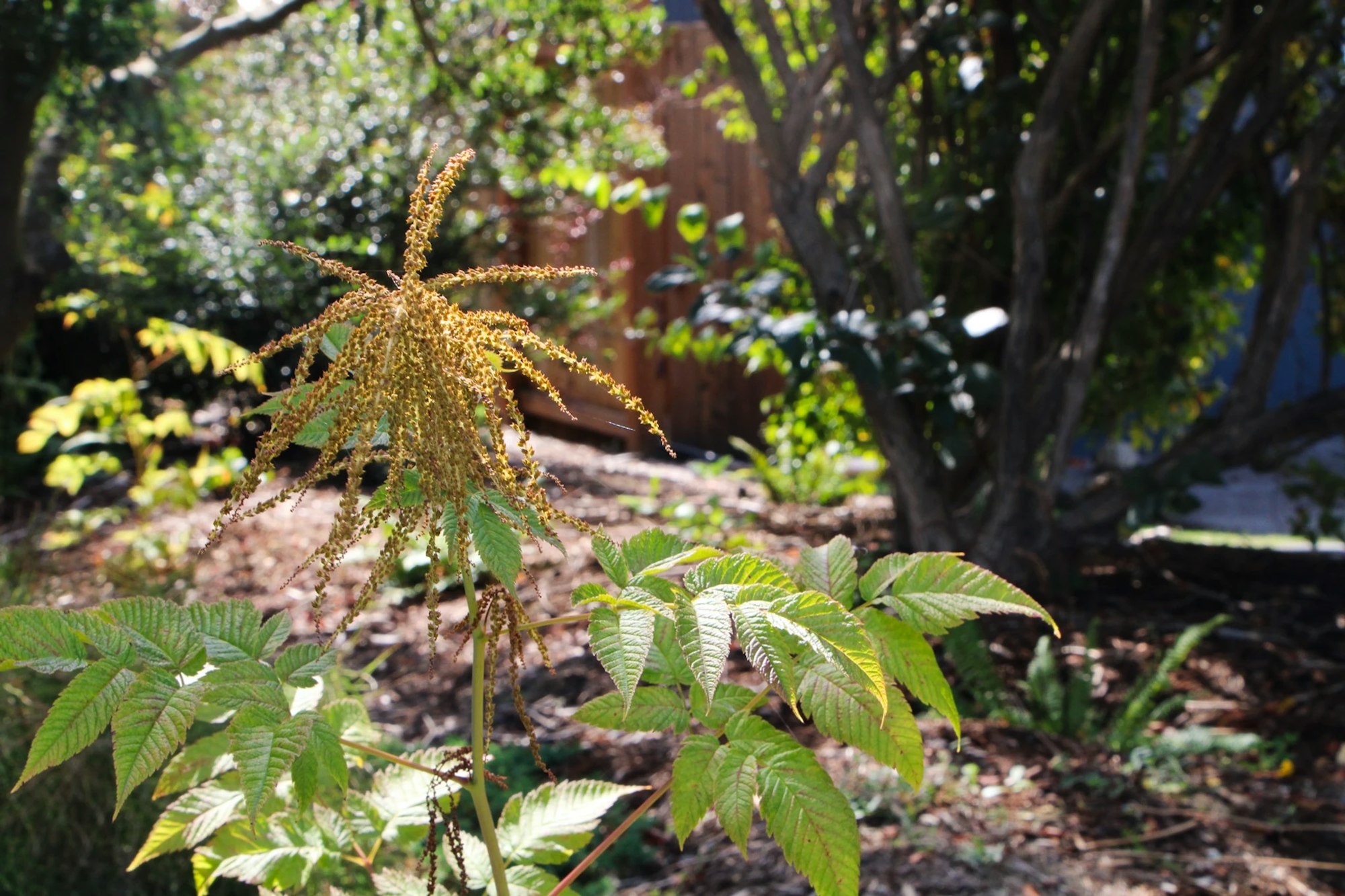 Close-up of a plant with long, thin, brown tassels and green leaves in a sunlit garden.