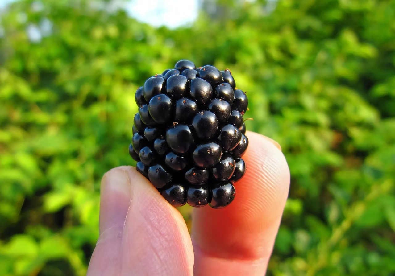 A close-up of a blackberry being held between two fingers against a blurred green background.