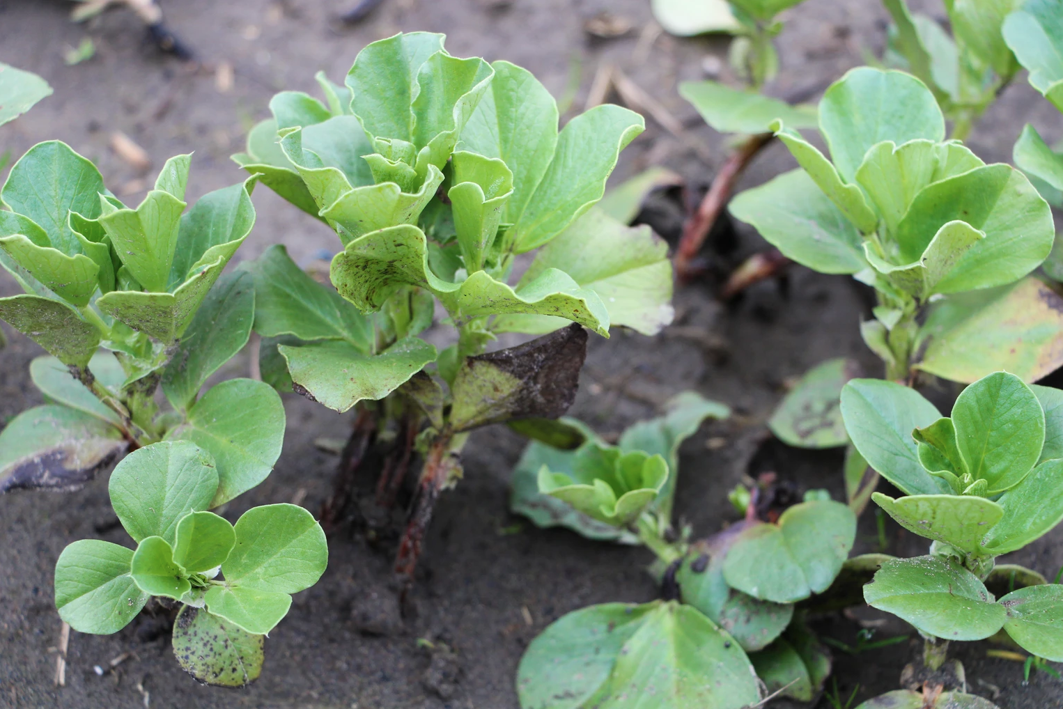 Green leafy plants growing in soil.