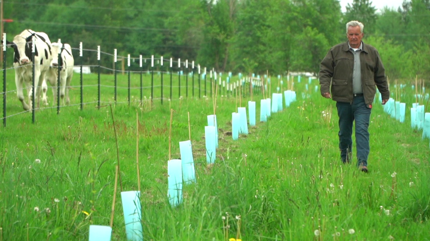 A person walking in grass near a row of blue tree protectors and grazing cows.