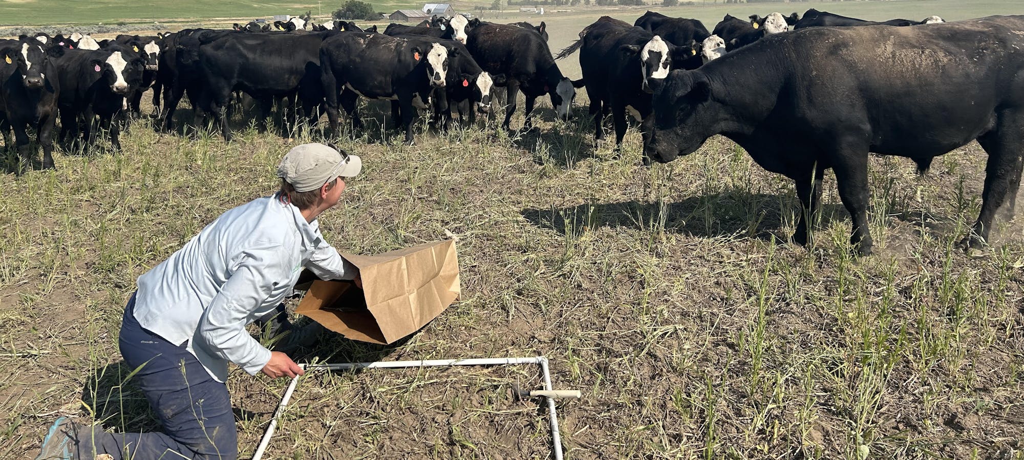 A person collects samples or works in a field with a herd of cows in the background.