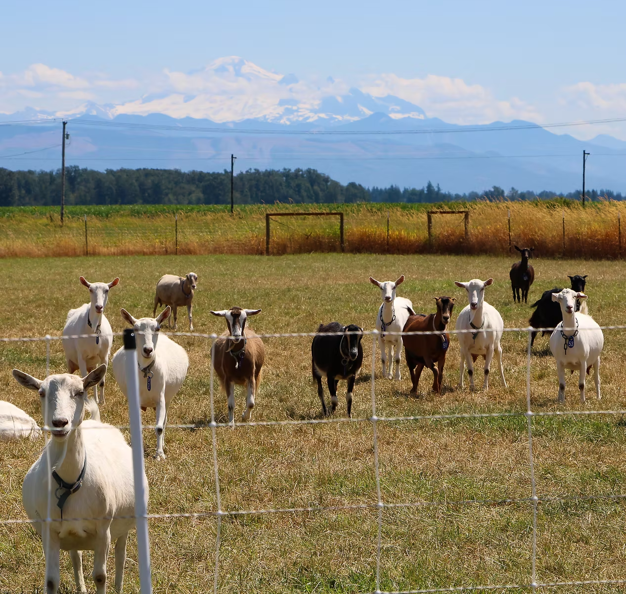 Goats standing in a field with a mountain range in the background.