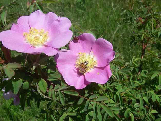 Two pink flowers with yellow centers; a bee is on one of them.