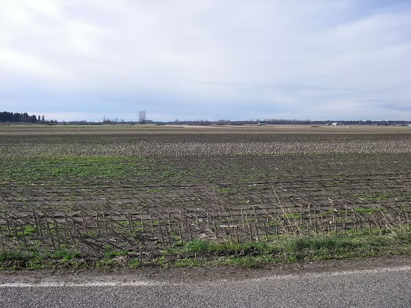 A plowed field with patches of green, adjacent to a road under an overcast sky.