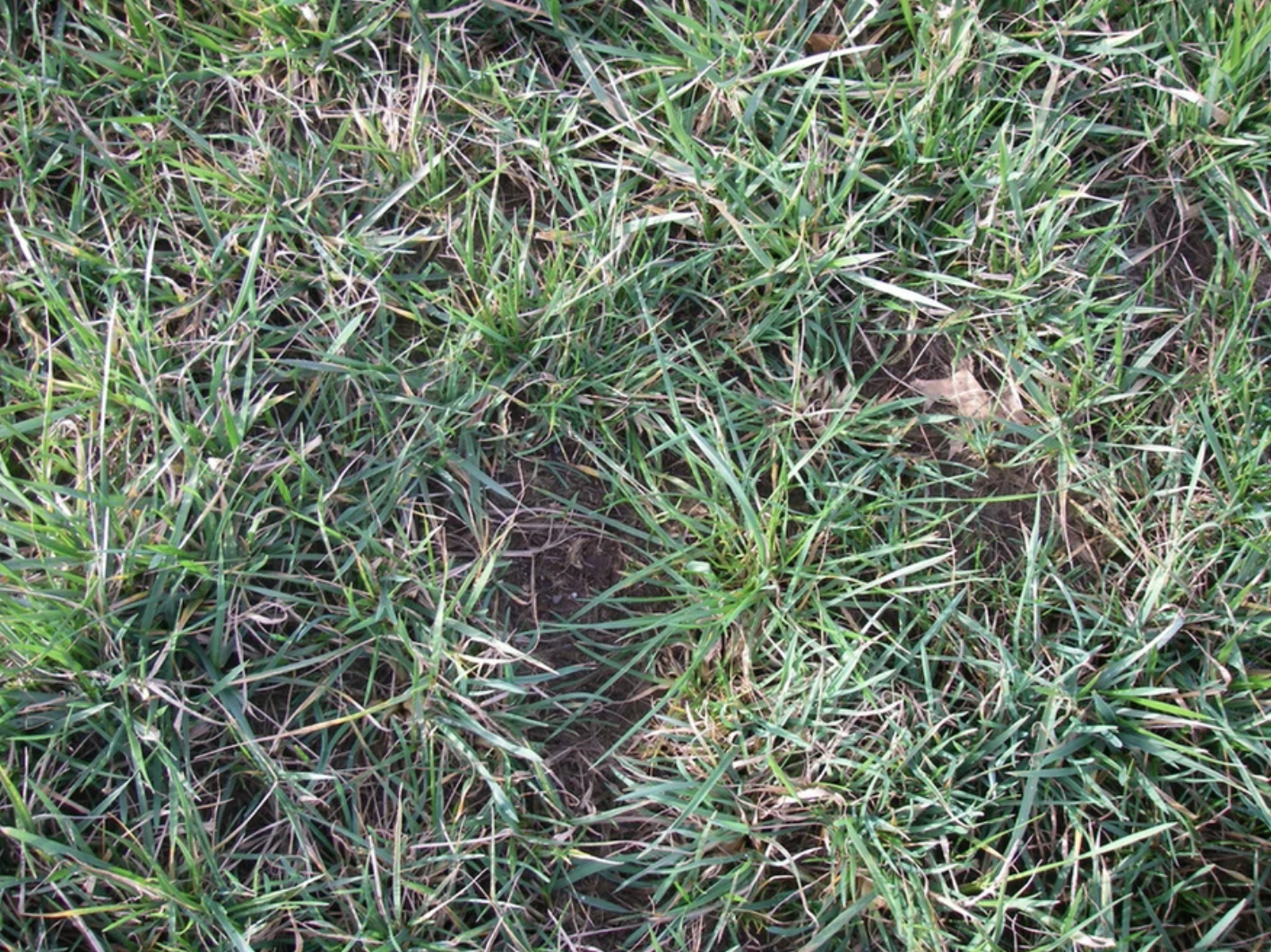 A patch of green and slightly dried grass covering the ground.