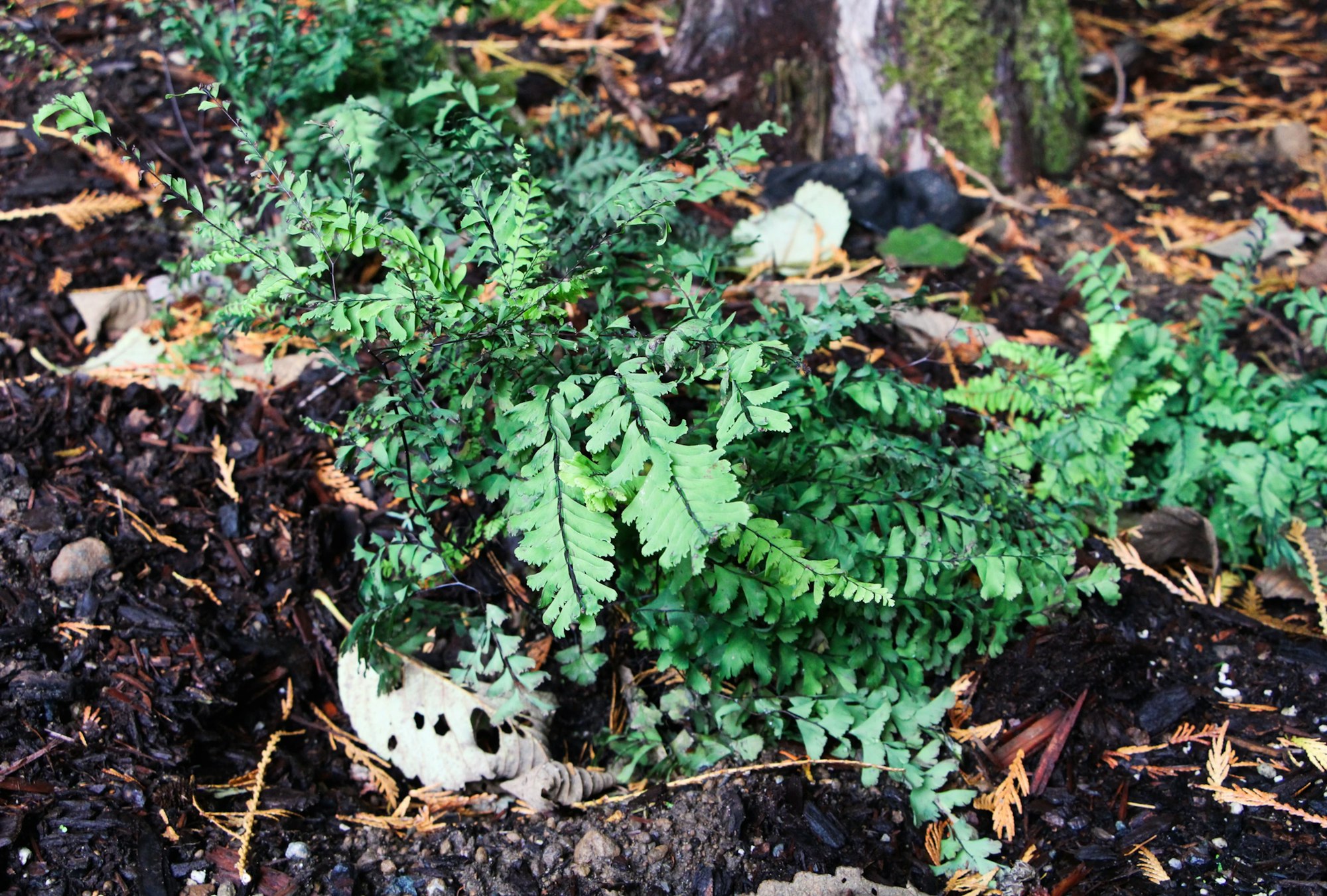 Fern plant with green leaves growing in soil near a tree trunk.
