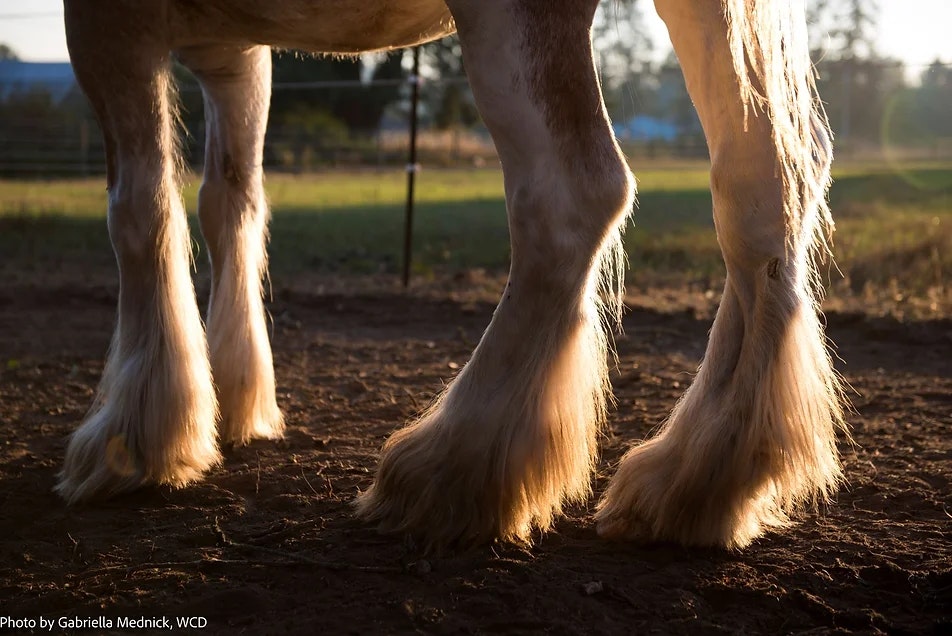 Close-up of horse legs with long, flowing hair in a sunlit field.