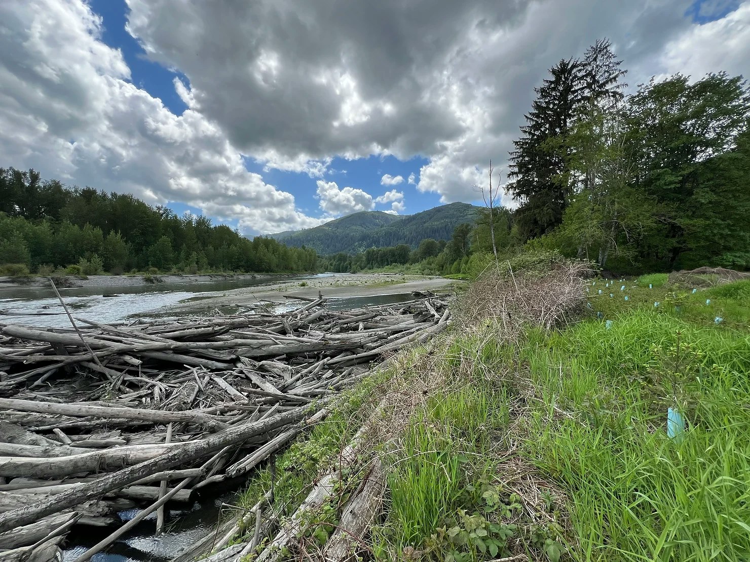 A river landscape with driftwood, grassy banks, trees, mountains, and a cloudy sky.