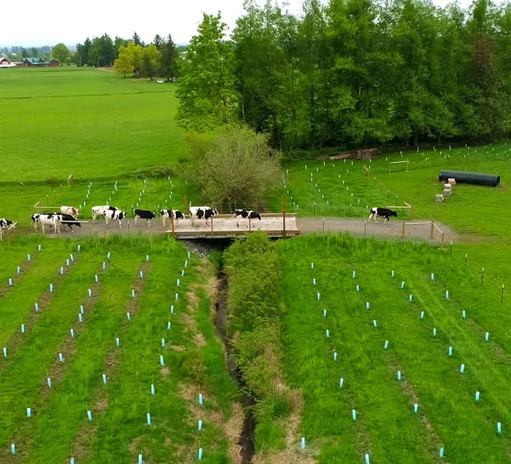 Cows crossing a small bridge in a green field with saplings planted in rows.